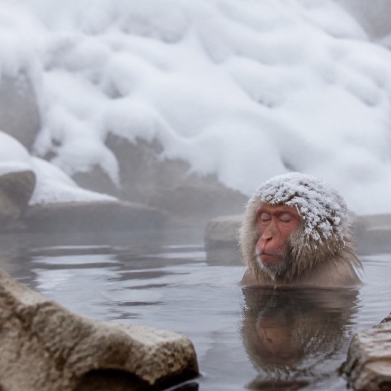 Snöapor i det varma vattnet i Jigokudani
